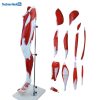 13 Parts Human Leg Muscle 3D Anatomical Model Price in BD