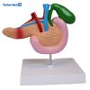 Human Anatomy Model of the Pancreas, Duodenum, and Gallbladder