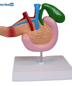 Human Anatomy Model of the Pancreas, Duodenum, and Gallbladder