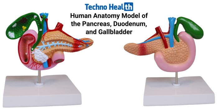 Human Anatomy Model of the Pancreas, Duodenum, and Gallbladder Price in BD