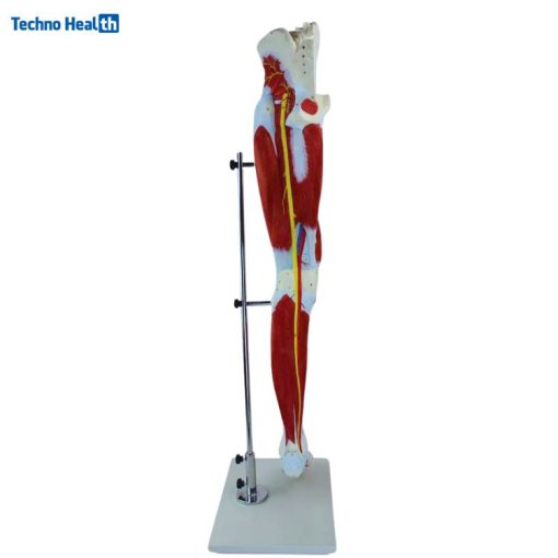 Human Leg Muscle Anatomical Mode