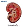 Human Plastic Kidney Anatomical Model