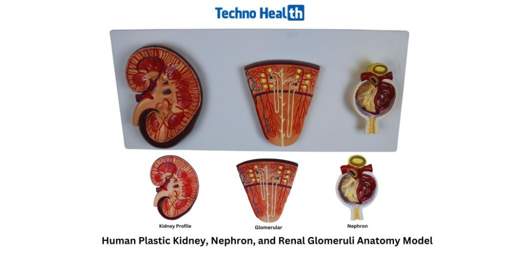 Human Plastic Kidney, Nephron, and Renal Glomeruli Anatomy Model