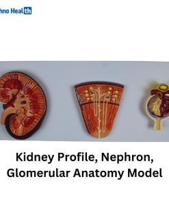 Human Plastic Kidney, Nephron, and Renal Glomeruli Anatomy Model Price in BD