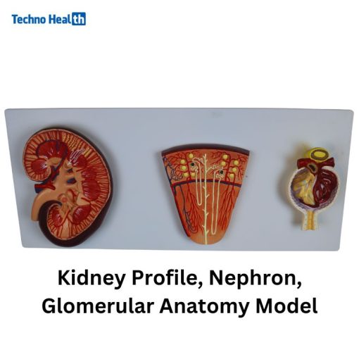 Human Plastic Kidney, Nephron, and Renal Glomeruli Anatomy Model Price in BD
