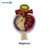 Human Plastic Nephron Anatomical Model