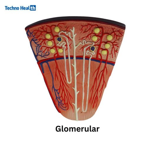 Human Plastic Renal Glomeruli Anatomical Model