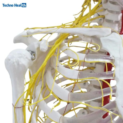 Human Size Nerves and Blood Vessels Skeleton Anatomical Model