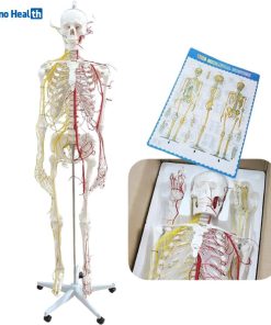Human Size Skeleton Anatomical Model With Nerves and Blood Vessels Price in BD