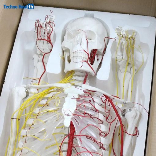 Nerves and Blood Vessels Anatomy Model