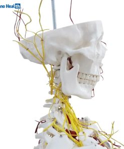 Nerves and Blood Vessels Skeleton Anatomical Model