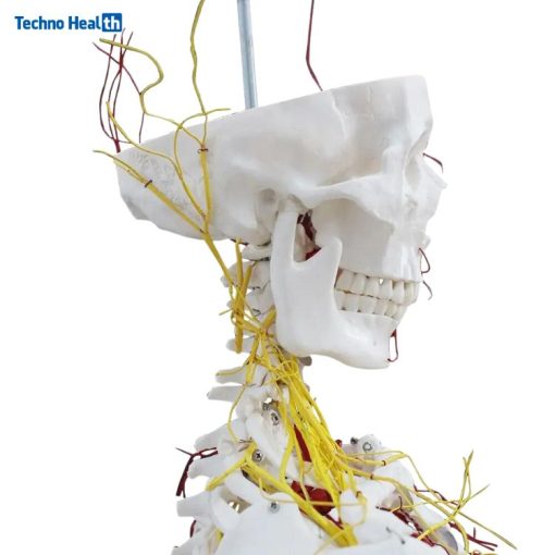Nerves and Blood Vessels Skeleton Anatomical Model