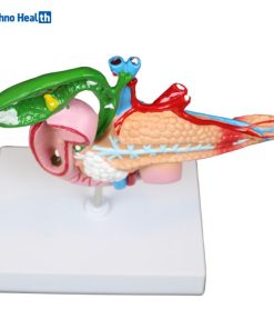 Pathological Anatomy Model of the Pancreas, Duodenum And Gallbladder