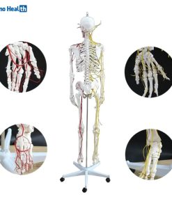 Skeleton Anatomical Model With Nerves and Blood Vessels