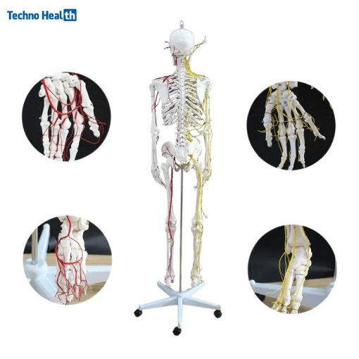 Skeleton Anatomical Model With Nerves and Blood Vessels