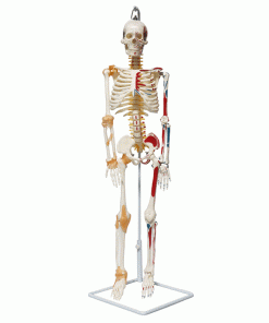 Mini Human Skeleton Model Half Muscle & Half Ligament 4 02 10