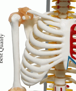 Mini Human Skeleton Model Half Muscle & Half Ligament 5 Skeleton model price in Bangladesh
