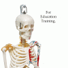 Mini Human Skeleton Model Half Muscle & Half Ligament 9 Skeleton model price in Bangladesh