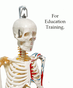 Skeleton model price in Bangladesh