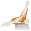 Skeleton Foot Model in BD 7 Skeleton Foot Model in BD