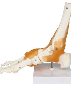 Skeleton Foot Model in BD