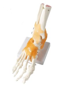 Skeleton Foot Model in BD 5 Skeleton Foot Model in BD