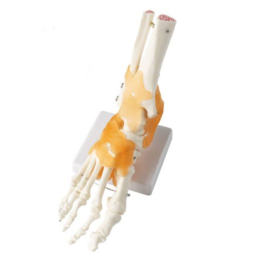 Skeleton Foot Model in BD