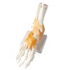 Foot Bone Anatomy Model Price in BD 9 Foot Bone Anatomy Model Price in BD