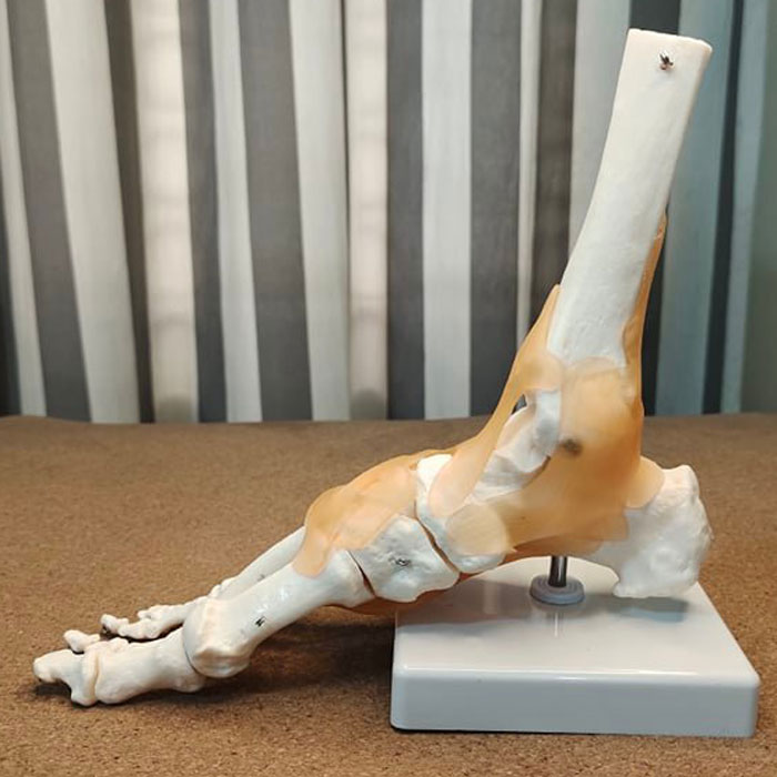 Skeleton Foot Model in BD Techno Health