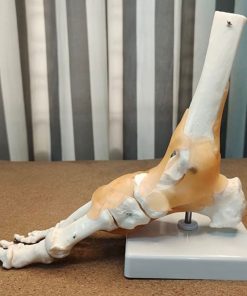 Foot Bone Anatomy Model Price in BD 5 Anatomical Foot Model Price in BD g1 3 1