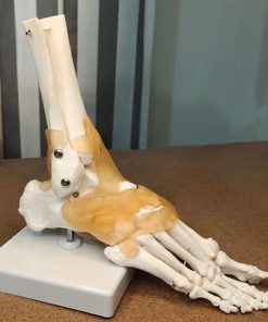 Foot Bone Anatomy Model Price in BD 4 Foot Bone Anatomy Model Price in BD
