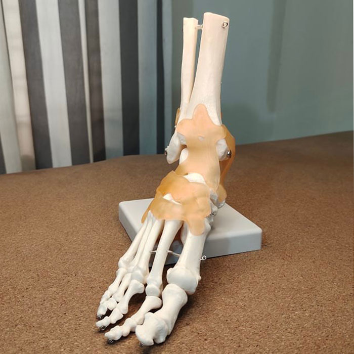 Skeleton Foot Model in BD Techno Health
