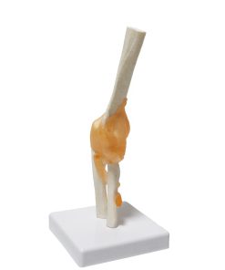Elbow Joint Anatomy Model 3D Ι Anatomical Elbow Model 6 Elbow Joint Anatomy Model Price in BD