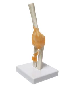 Elbow Joint Anatomy Model 3D Ι Anatomical Elbow Model 5 Elbow Joint Model 3D Price in BD