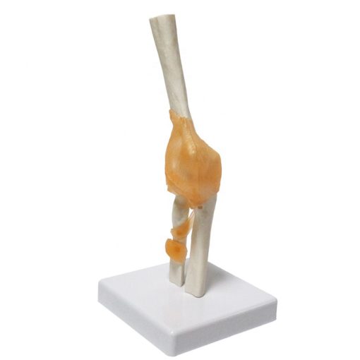 Elbow-Joint-Model-Price-in-BD