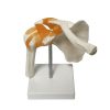 Shoulder Joint 3d Model in BD 8 Shoulder joint 3d model in BD.