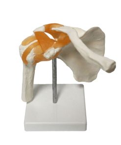 Shoulder joint 3d model in BD.