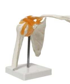 Shoulder Joint 3d Model in BD 7 Shoulder joint 3d model in BD.