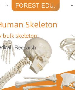 Anatomical Bone models for orthopaedic