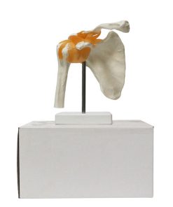 Shoulder Joint 3d Model in BD 8 Shoulder joint 3d model in BD.