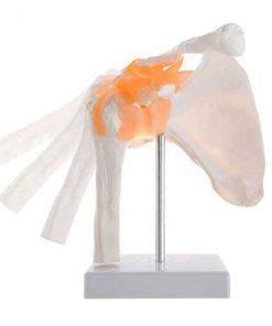 Shoulder Joint 3d Model in BD 9 Shoulder joint 3d model in BD.