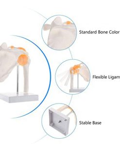 Shoulder Joint 3d Model in BD 10 Shoulder joint 3d model in BD.