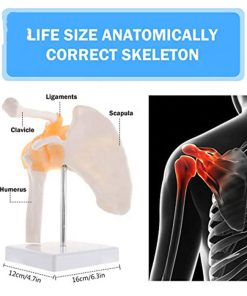 Shoulder Joint 3d Model in BD 11 Hfdb0fef8c5c7492998d305c97f2eff93J 1 1