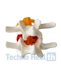 Human Cervical Lumbar Spine Vertebral 3d Model 7 Human cervical lumbar spine vertebral 3d model