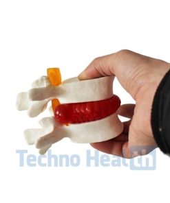 Human Cervical Lumbar Spine Vertebral 3d Model 8 Human cervical lumbar spine vertebral 3d model