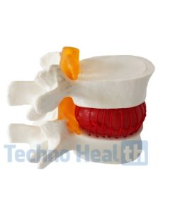Human cervical lumbar spine vertebral 3d model