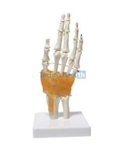Human Hand Bones 3d Model in BD - With Ligaments 7 Human Hand Bones 3d Model in BD