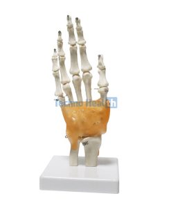 Human Hand Bones 3d Model in BD - With Ligaments 6 Human Hand Bones 3d Model in BD 4 1