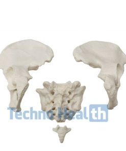 Anatomical Bone Models for Orthopaedic 7 Anatomical Bone models for orthopaedic