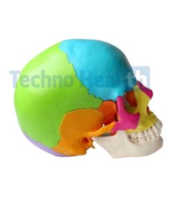 Human Skull Anatomy Interactive 3d Model for Medical Students 7 Human skull anatomy interactive 3d model